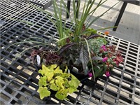 2 spikes, 6 red hypoestes, 6 pack celosia,