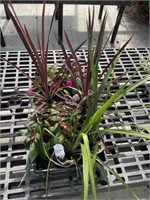 2 spikes, 5 new guiines impatiens, 2 red