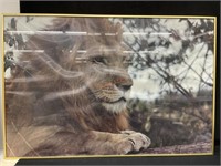 Vintage Framed Picture of an Asiatic Lion