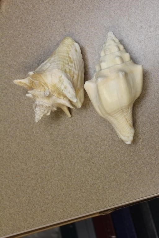 Lot of Two Conch Shell