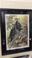 Lg. Professinally Bird Print-Signed & Numbered