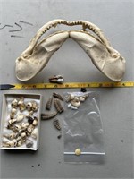 Shark jaw, animal teeth and snake rattles