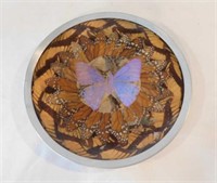 Morpho butterfly wing wall plate, 7.5" - MWW