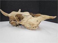 Man Cave Skull  16" Long