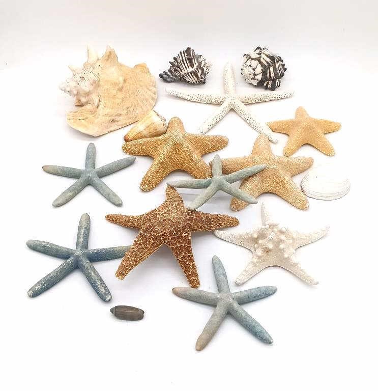 Real Seashells and Real Starfish