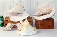 4 Large Sea Shells Decoration