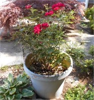 Rose Bush with Large Pot