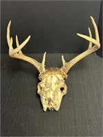 Animal mount, skull with antler