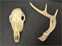 Deer Antler shed & animal skull