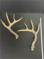 Antler sheds, possibly whitetail deer