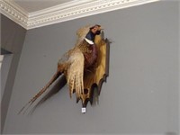 Mounted Ring Neck Pheasant, 1989