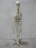 66" Human Skeleton Model