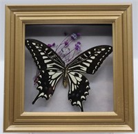 Real Butterfly & Dried Flower Shadowbox
