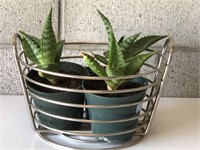 Three Live Aloe Plants in Metal Basket
