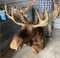 Vintage 1950's  Moose Trophy