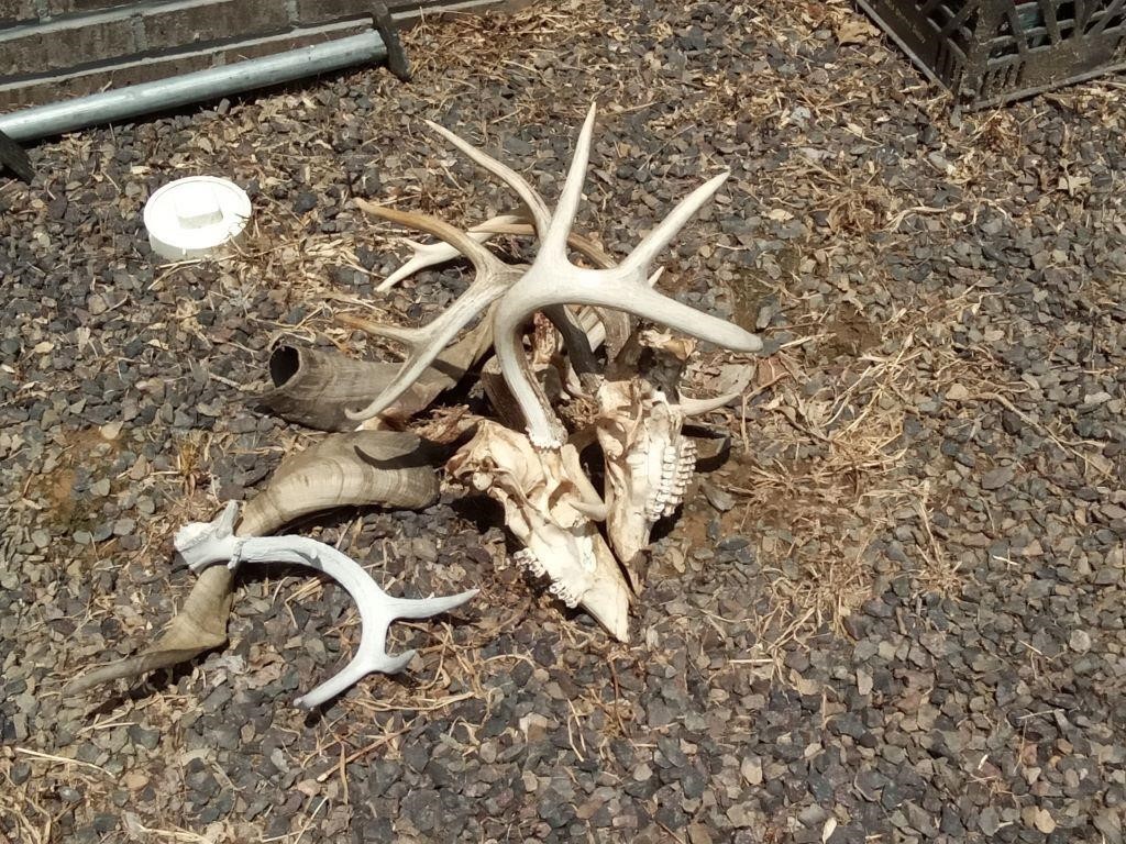 deer skulls with racks + 2 horns