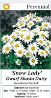 6 Dwarf Snow Lady White Shasta Daisy Plants