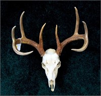 8-pt. European whitetail mount