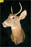 Trophy spike horn whitetail mount