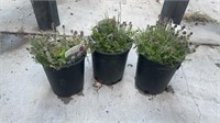 3 Lots of 1 ea Orange scented thyme