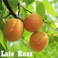 (100) Potted Late Ross Peach Trees