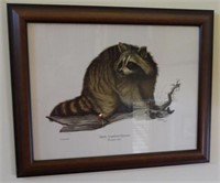 “North American Racoon” framed prints S/N Tom