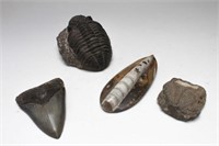Natural History Fossil Specimens, 4