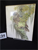 Barred Owl Print by Don Whitlatch