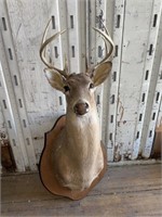 White Tail wood Mount