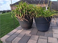 Lot Of 2 Black Planter  Pots With Daylillies