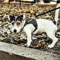 Noyal "In Training" Dog Harness