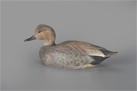 Gadwall Drake