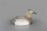 Canvasback Hen