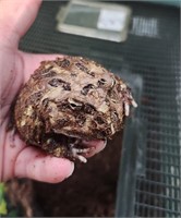 Male, sub adult mutant pacman frog