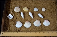 Variety of Shells