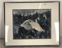 Framed White Owl Photo