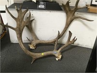 PAIR OF CARIBOU ANTLERS - LOCAL PICK-UP ONLY!