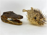 Taxidermy Croc head and puffer fish