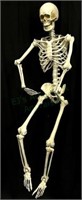 Jodi Life Size Plastic Skeleton