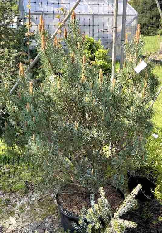 (1) Beauvronensis Scotch Pine - 10 gallon -