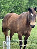 7 YEAR OLD RANCH GELDING  *VIDEO*