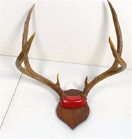 6 point antler mount