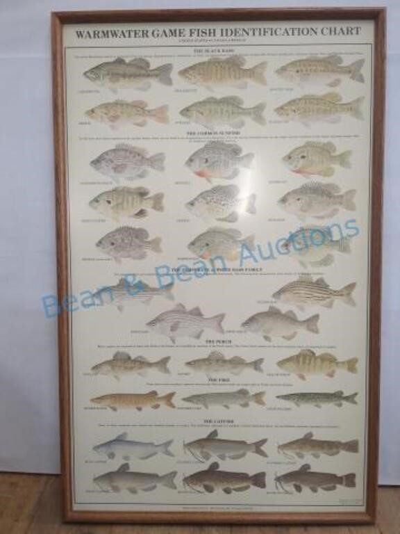 framed Fish identification poster