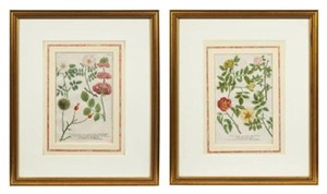 Lot of 2 Botanical Engravings -Weinmann & Haid.