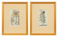 2 Antique Prints of Sunflowers after John Gerarde.