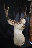 Huge Mule deer shoulder mount