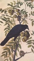U of M Library American Crow Plate CLVI from The