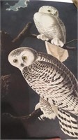 U of M Library Snowy Owl Plate CXXL from The