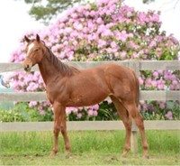 Feature Justine - 2023 Pending AQHA Filly