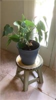 Beautiful Potted Plant & Small Stand